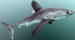 акула сельдевая атлантическая - Lamna nasus