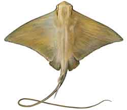 скат-орляк обыкновенный - Myliobatis aquila
