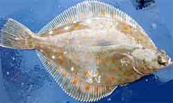 камбала морская - Pleuronectes platessa
