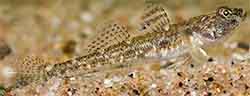 бычок-бубырь обыкновенный - Pomatoschistus microps
