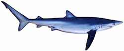 акула синяя - Prionace glauca