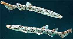 акула кошачья звездчатая - Scyliorhinus stellaris