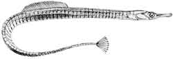 игла-рыба Лессера - Syngnathus rostellatus