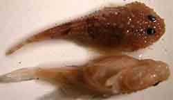 пуголовка шиповатая (Benthophilus spinosus)