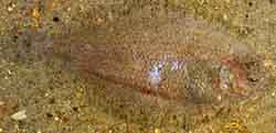 арноглосс европейский - arnoglossus laterna