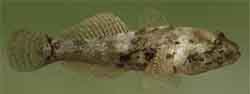 пуголовка браунера (benthophiloides brauneri)