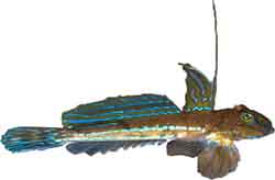 рыба лира - callionymus lyra