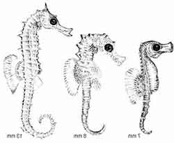конек морской - hippocampus hippocampus