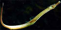 игла-рыба черноморская (syngnathus abaster)