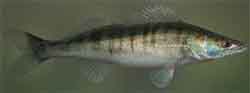 морской судак (sander marinus)