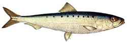 сардина - sardina pilchardus