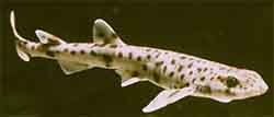 акула кошачья - scyliorhinus canicula