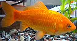 золотая рыбка (Carassius auratus)