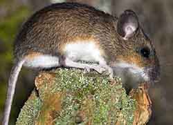 мышь кавказская - Apodemus ponticus