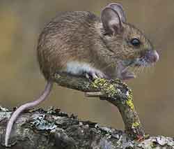мышь европейская - Apodemus sylvaticus