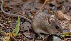 мышь лесная - Apodemus uralensis