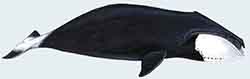 кит гренландский - Balaena mysticetus