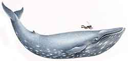 кит синий - Balaenoptera musculus