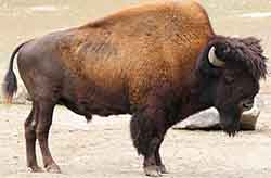 Бизон американский - Bison bison