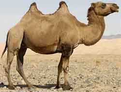 верблюд дикий - Camelus ferus