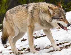 волк - Canis lupus