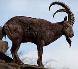 козёл горный сибирский - Capra sibirica