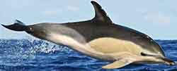 дельфин белобочка - Delphinus delphis