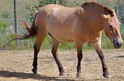 лошадь дикая - Equus ferus