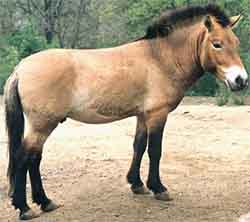Лошадь Пржевальского - Equus ferus przewalskii