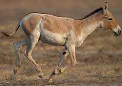 кулан - Equus hemionus