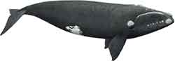 кит северный гладкий - Eubalaena glacialis