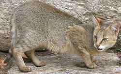 кот камышовый - Felis chaus
