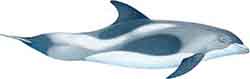 дельфин беломордый - Lagenorhynchus albirostris