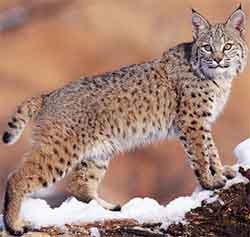 Рысь - Lynx lynx