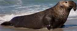 морской слон северный - Mirounga angustirostris