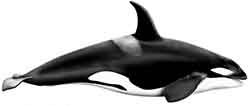 косатка - Orcinus orca