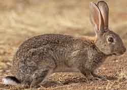 Кролик дикий (европейский) - Oryctolagus cuniculus