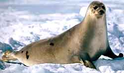 тюлень гренландский - Pagophilus groenlandicus