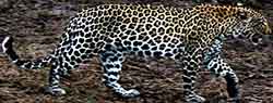 леопард переднеазиатский - Panthera pardus ciscaucasica