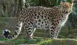 леопард дальневосточный - Panthera pardus orientalis