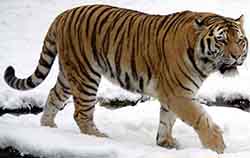 тигр амурский - Panthera tigris altaica