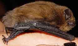нетопырь карлик - Pipistrellus pipistrellus