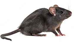 крыса чёрная - Rattus rattus
