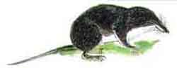бурозубка парамуширская - Sorex leucogaster