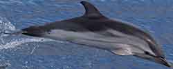 дельфин полосатый - Stenella coeruleoalba