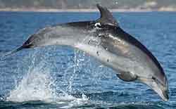 дельфин афалина - Tursiops truncatus