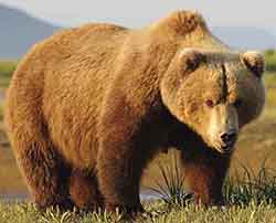 медведь бурый - Ursus arctos