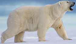 медведь белый - Ursus maritimus