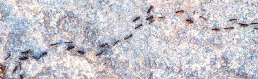 Муравьи не создают пробок!