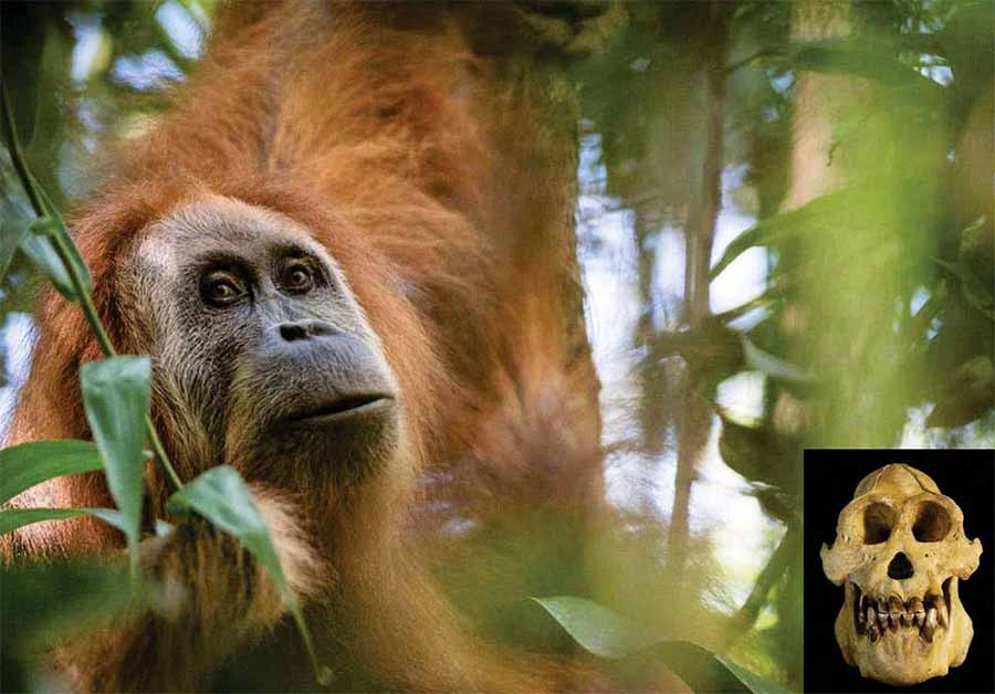 Более тщательное исследование скелета, найденного в 2013 году, показало, что P. tapanuliensis является самостоятельным видом